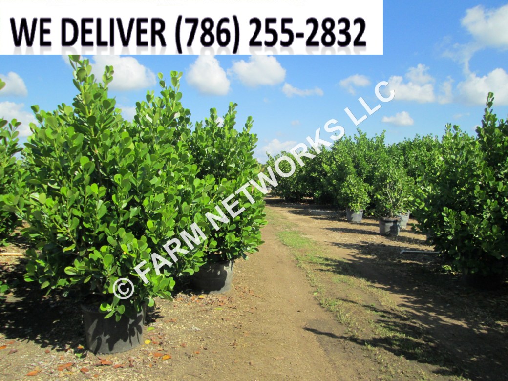 100 Gallon-Clusia Guttifera