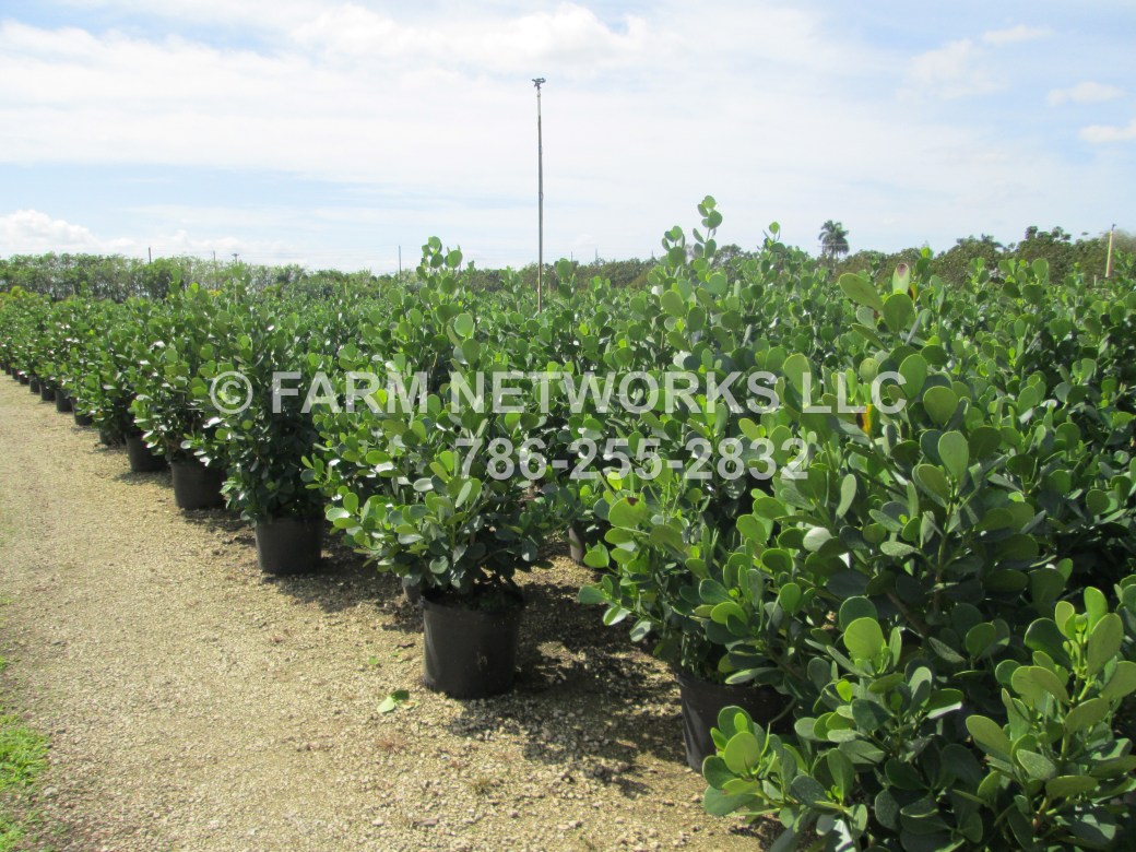 15 Gallon-Clusia Nursery-Plants