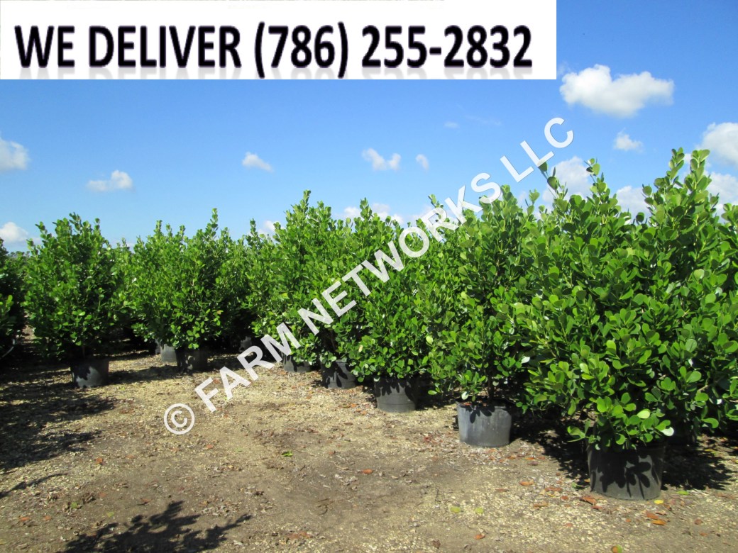 15-Gallon-Clusia-Palm Beach