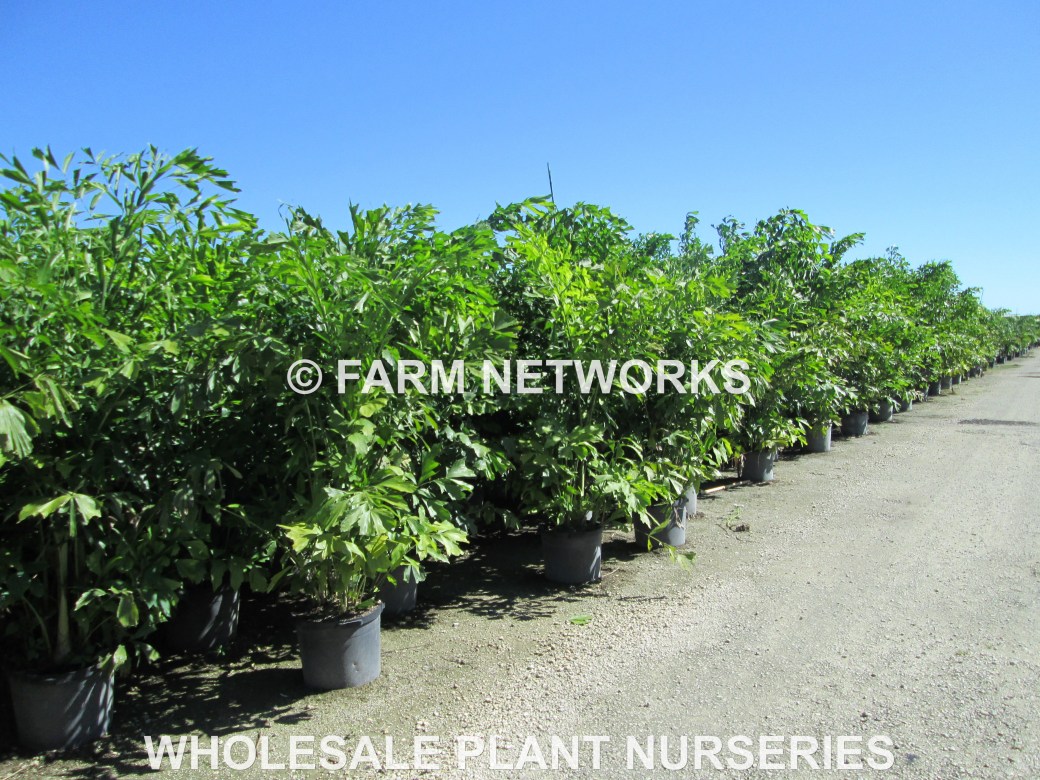 15 Gallon-Fishtail Palm Trees