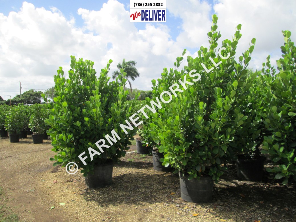 15-Gallon-Palm Beach Clusia