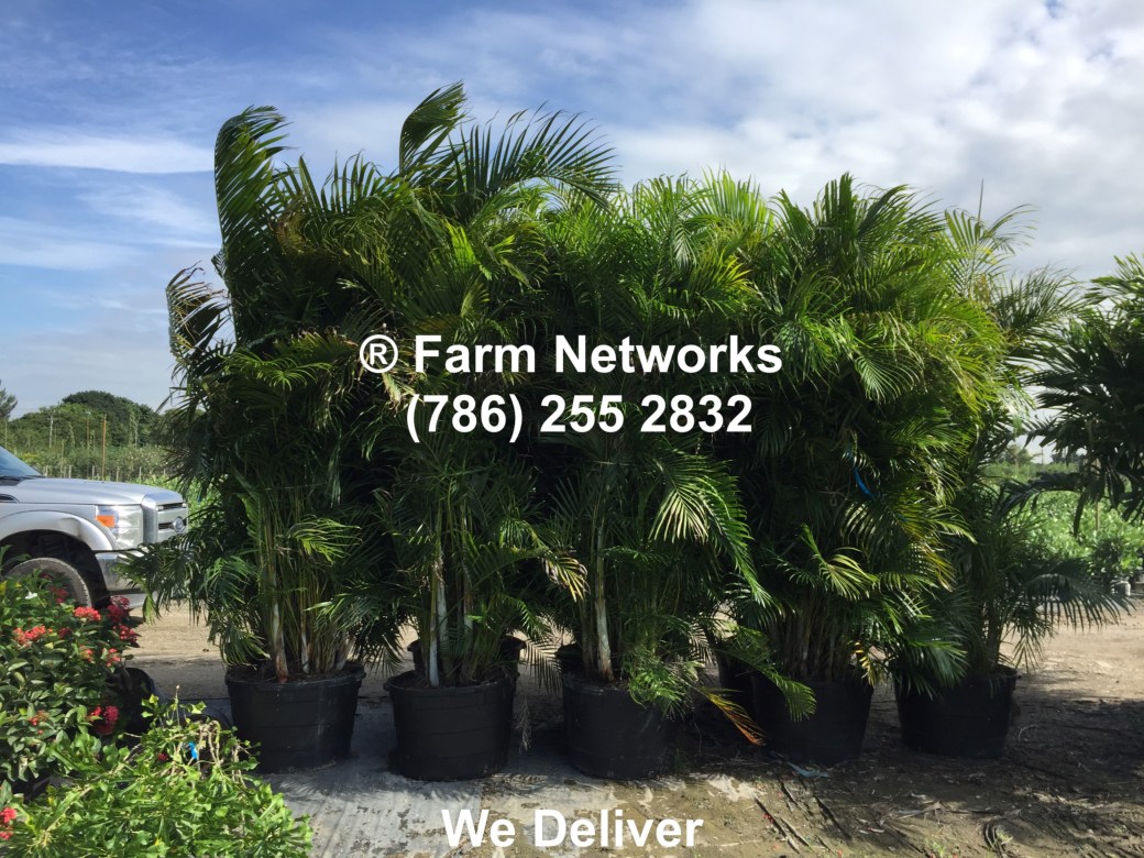 25 Gallon Areca Palm-Trees