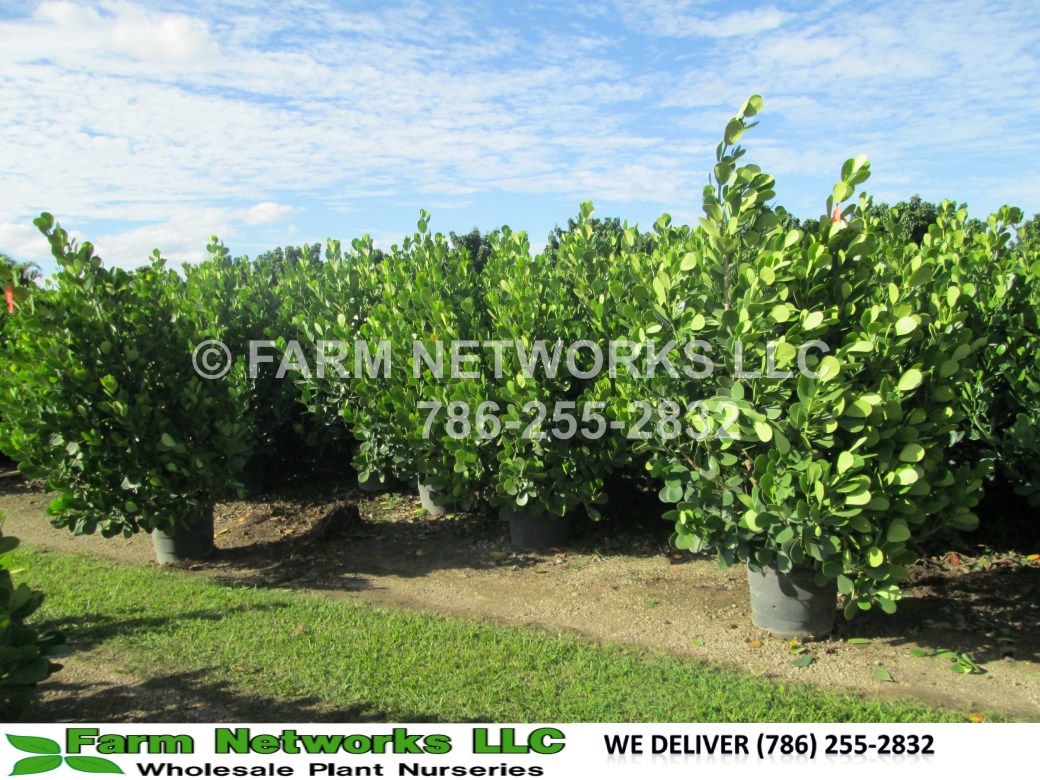 Field Grown Clusia Guttifera