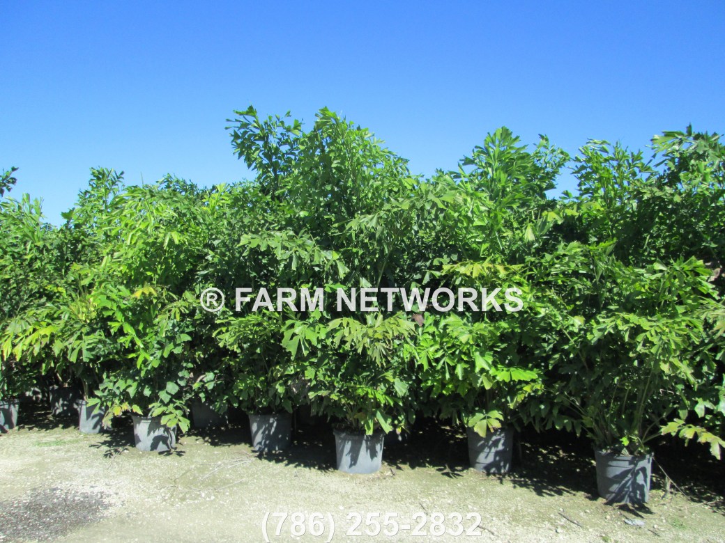 25 Gallon-Fishtail Palm Trees