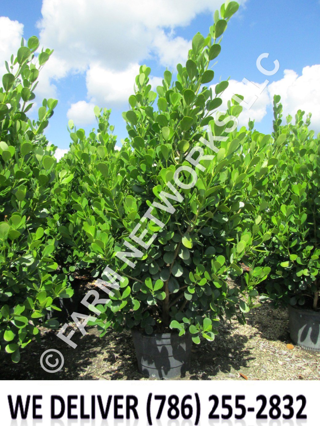 3 Gallon Clusia-Broward