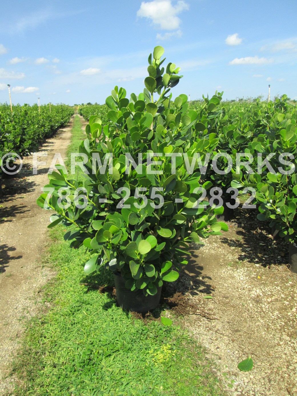 3 Gallon-Clusia Nursery-Plants