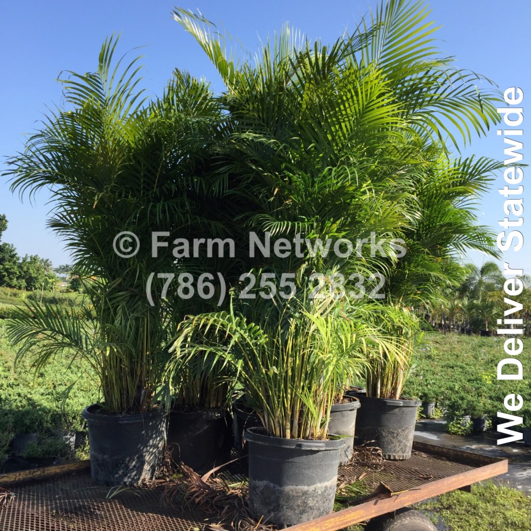 30 Gallon Areca Palm-Trees