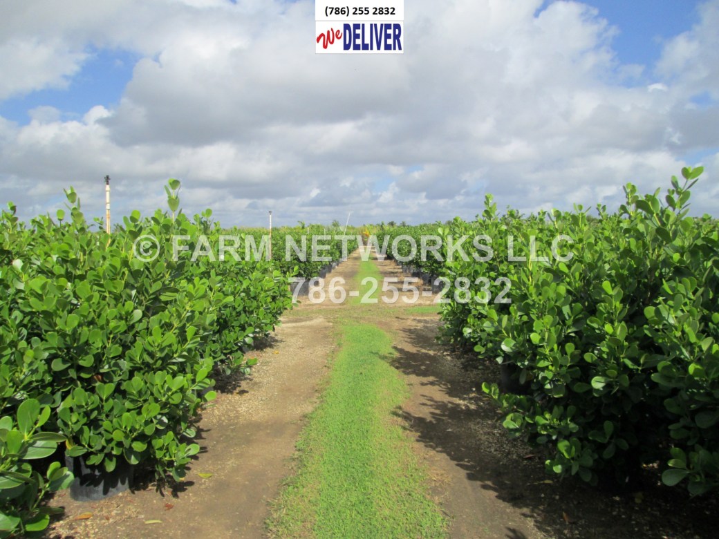 30 Gallon Clusia-Broward