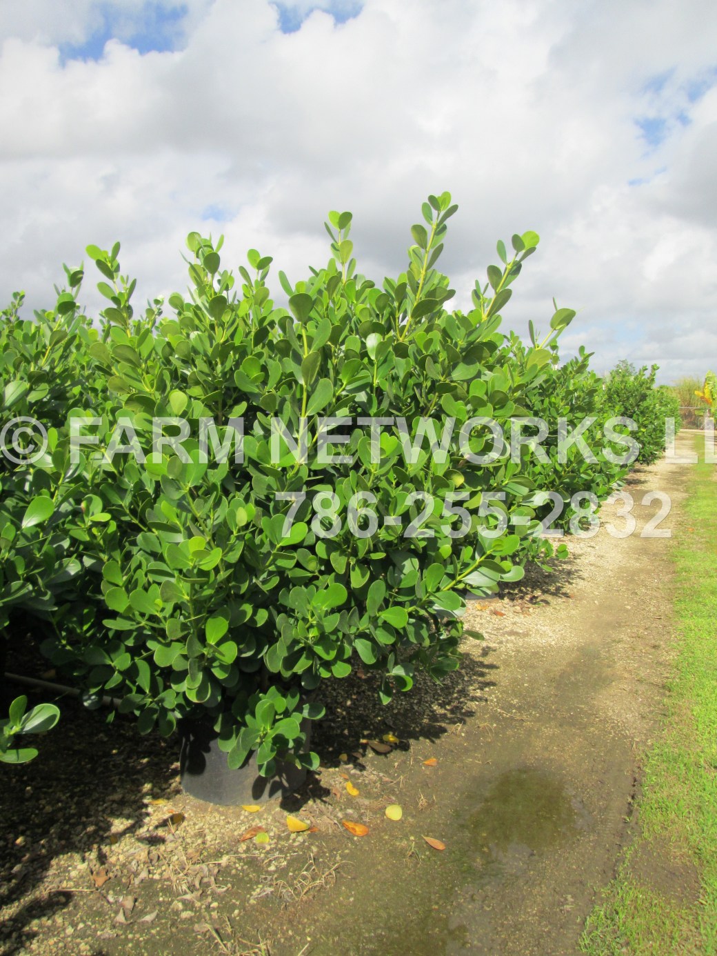 30 Gallon-Clusia Nursery-Plants