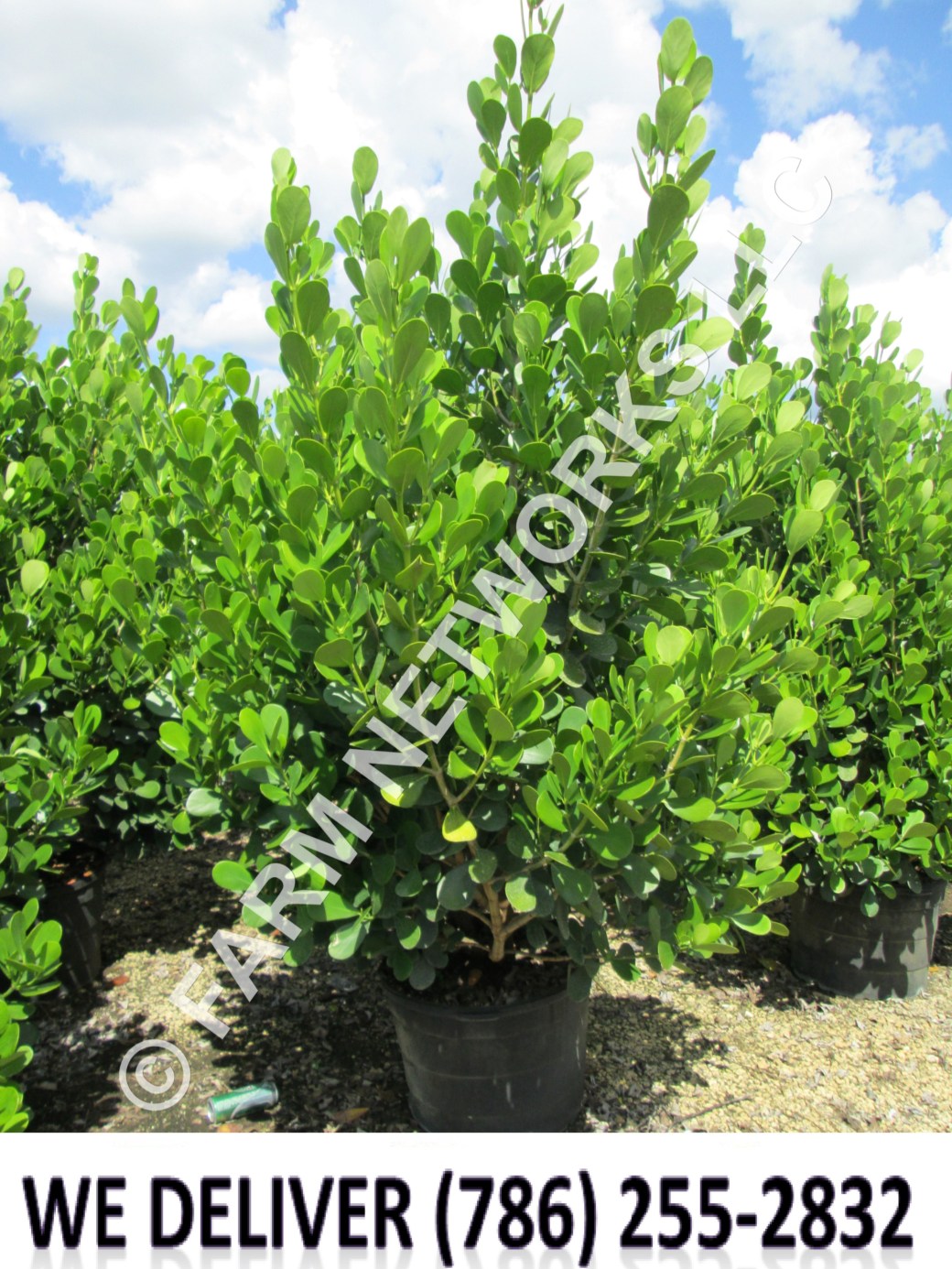 30-Gallon Clusia-Palm Beach