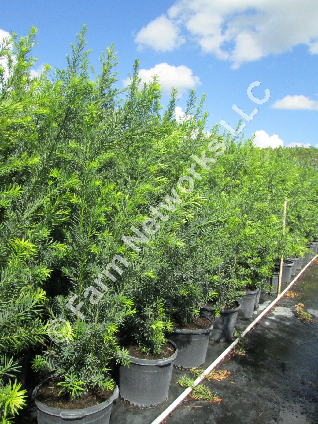 25 Gallon Podocarpus