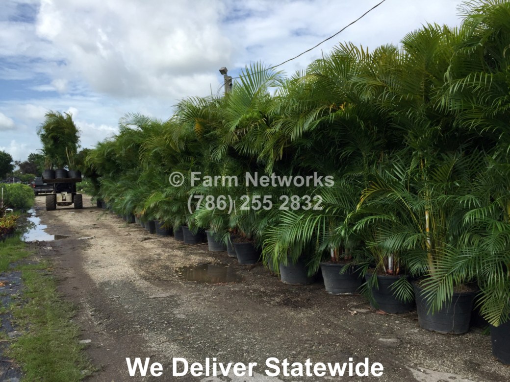 45 Gallon Areca Palm-Trees