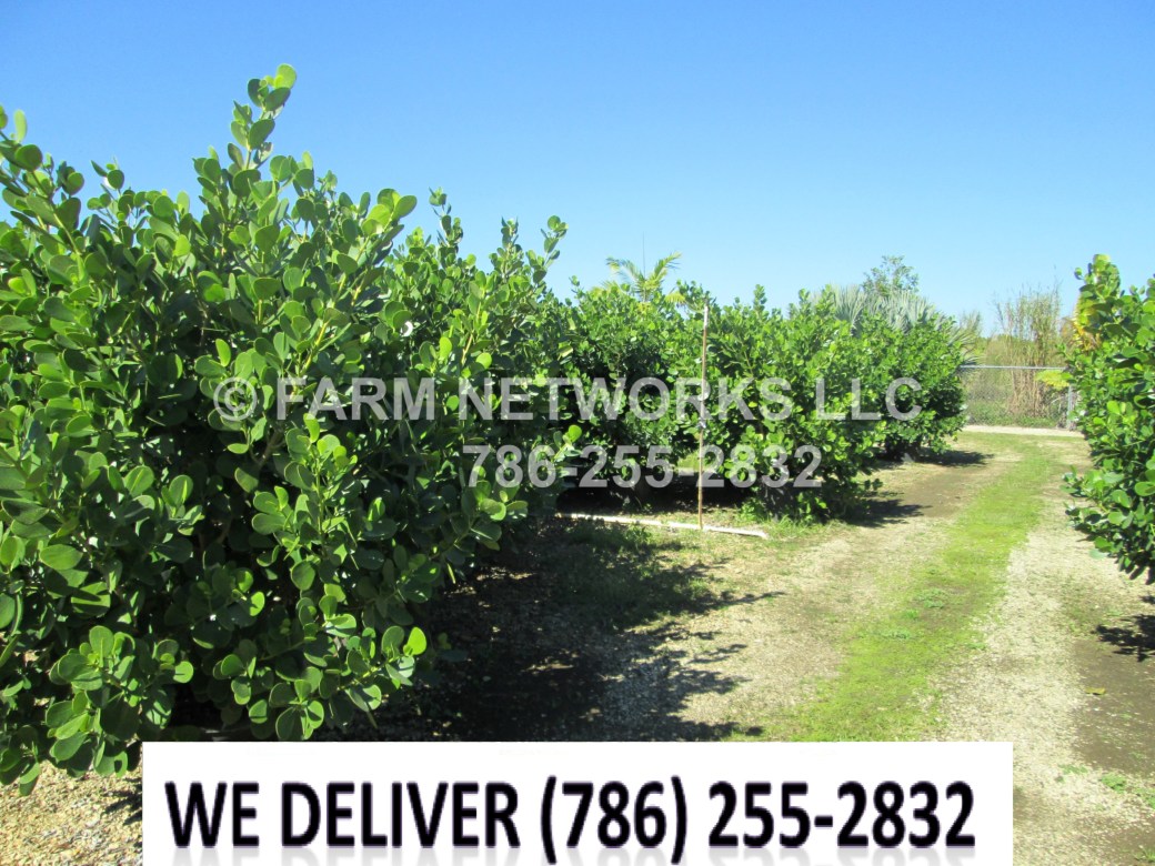 45 Gallon Clusia-Broward