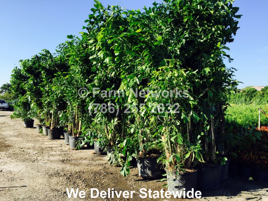 45 Gallon-Fishtail Palm Trees