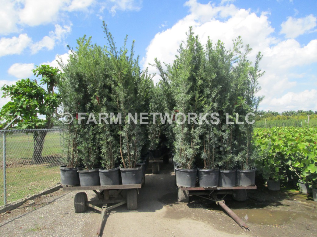 45-Gallon Podocarpus