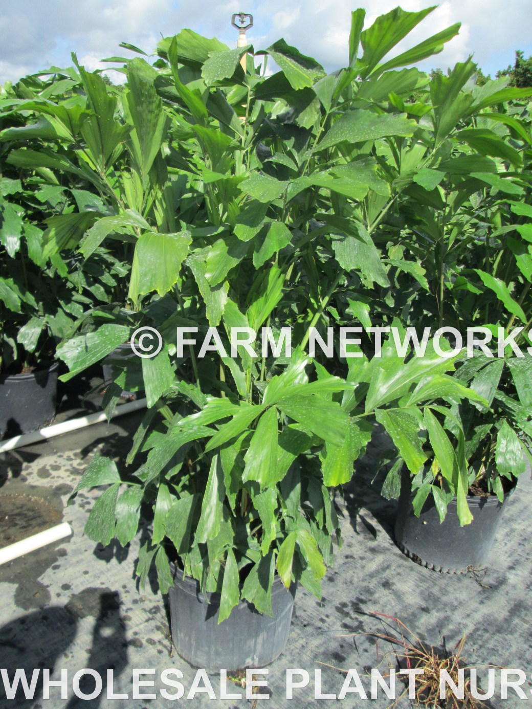 5 Gallon-Fishtail Palm Trees