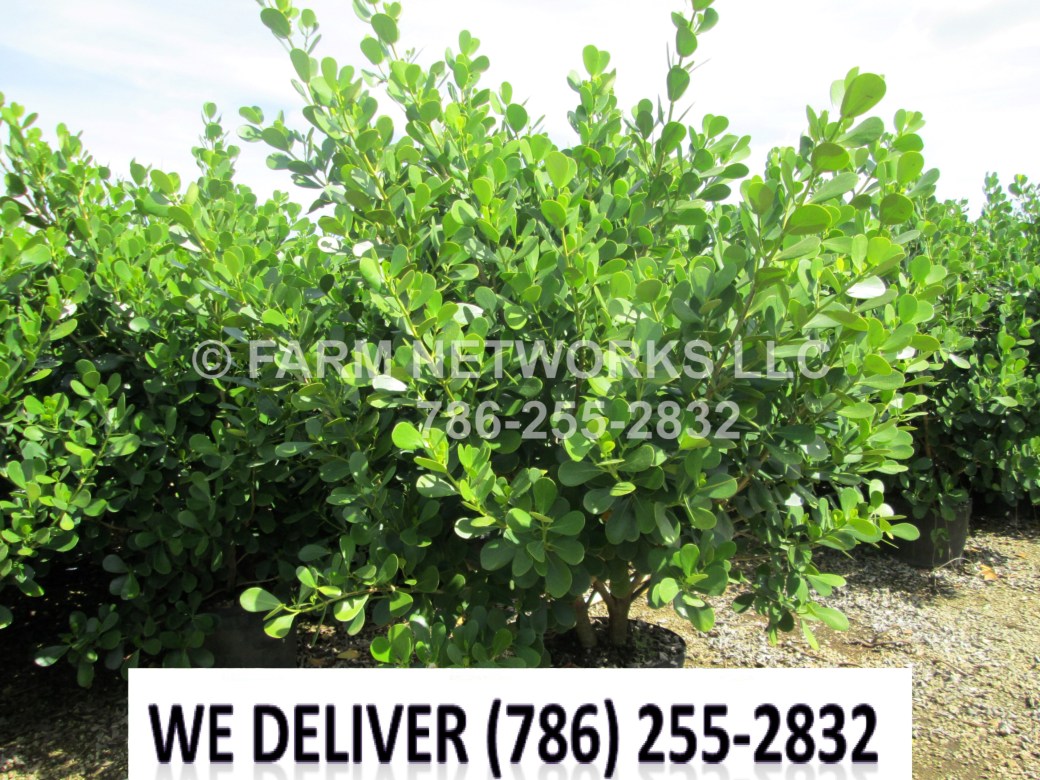 Guttifera Small Leaf