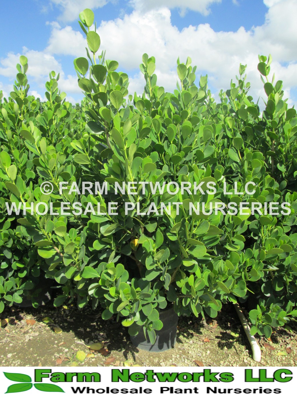 Guttifera Small Leaf