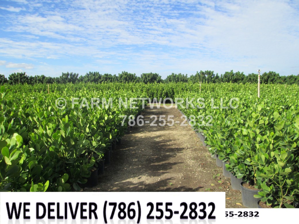 7-Gallon Clusia-Palm Beach