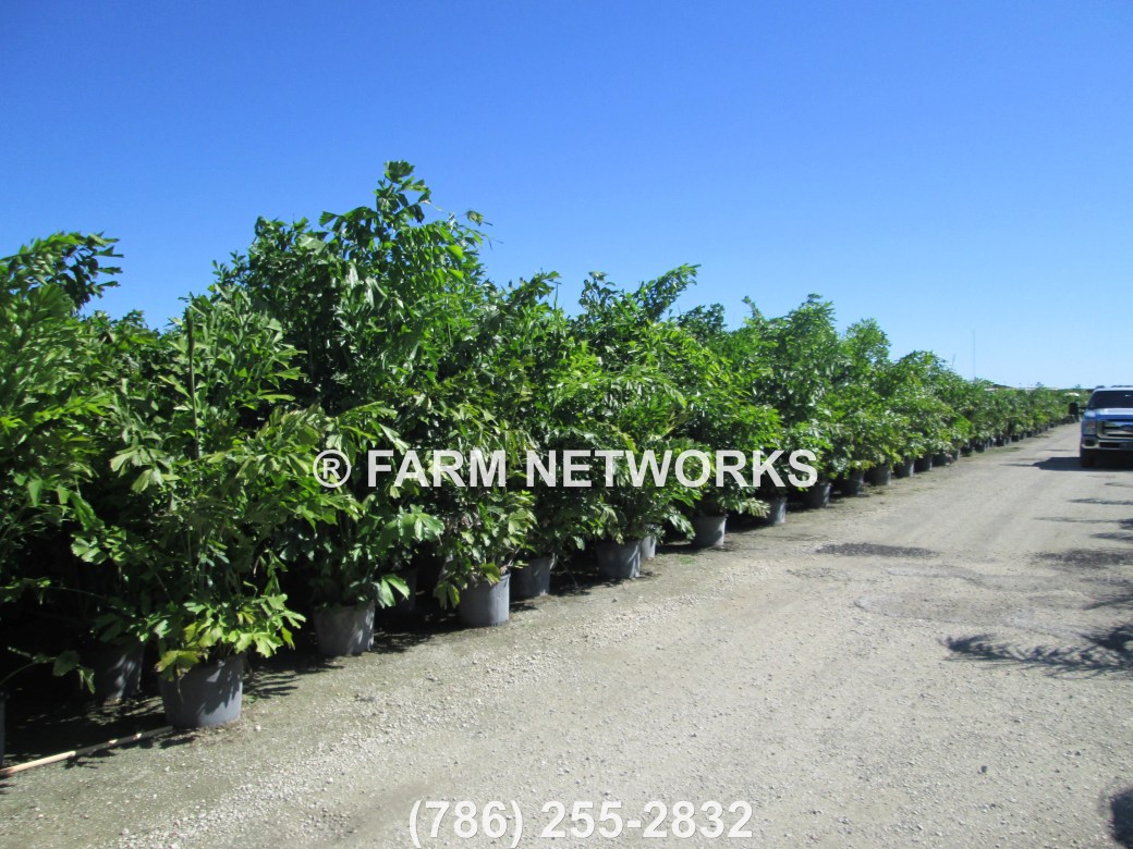 7 Gallon-Fishtail Palm Trees