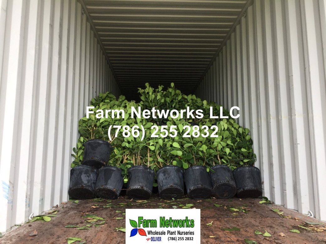 7-Gallon-Palm Beach Clusia