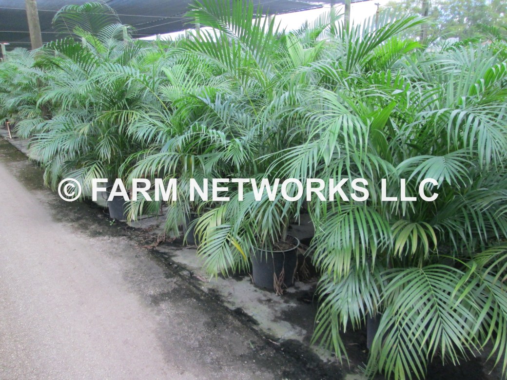 Areca Palm-Trees-Boca Raton,FL