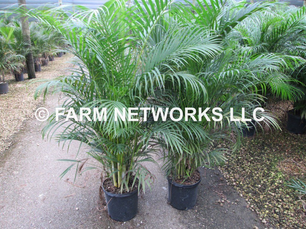 Areca Palm-Trees-Boynton Beach