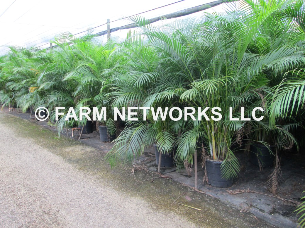 Areca Palm-Trees-Coral Spring,FL
