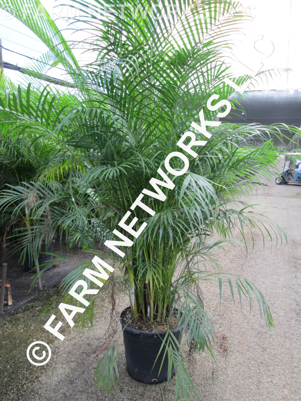 3 Gallon Areca Palm Trees
