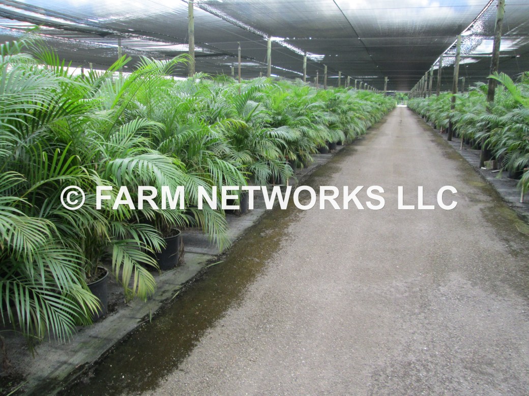 Areca Palm-Trees-Palm Beach,FL