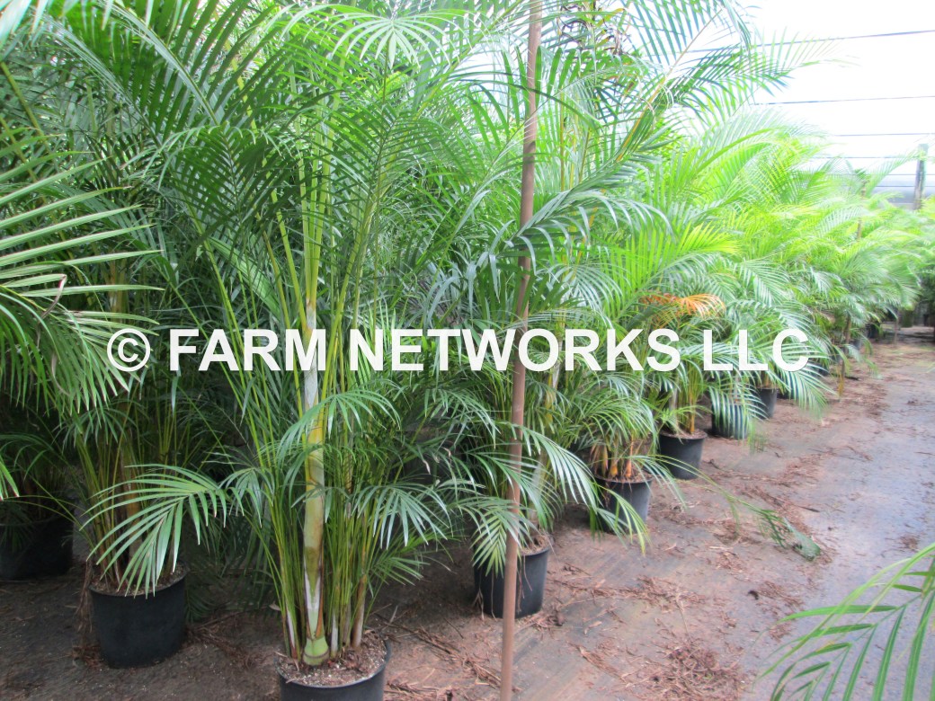 Areca Palm-Trees-Pompano,FL