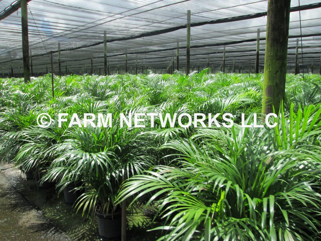 Areca Palm-Trees-West Palm Beach,FL