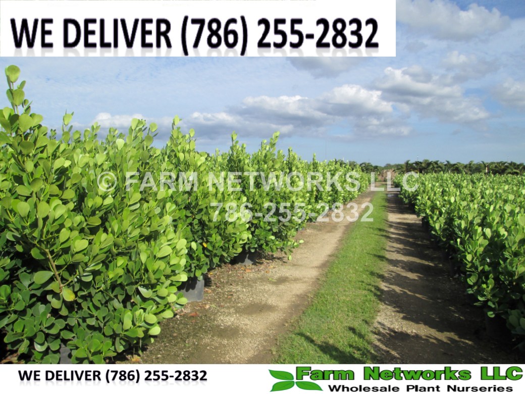 CLUSIA GUTTIFERA- FLORIDA