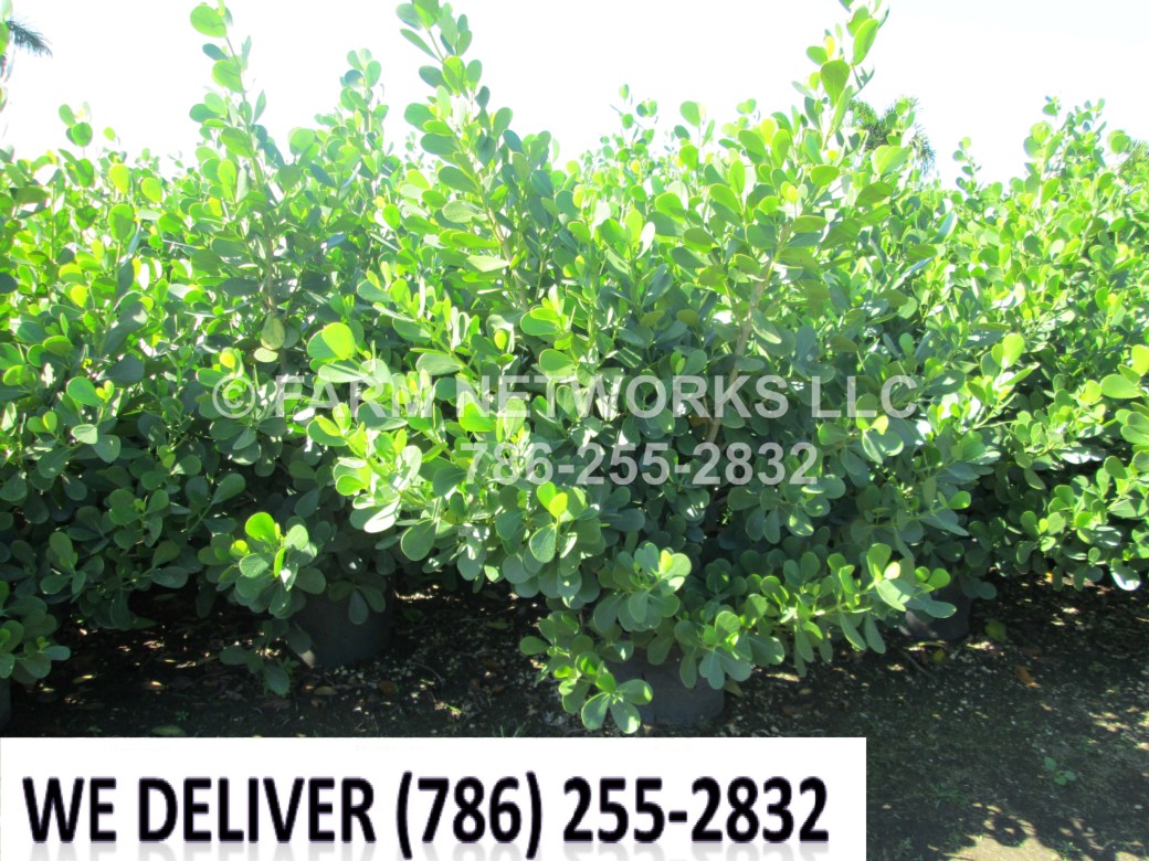 CLUSIA GUTTIFERA- HOMESTEAD