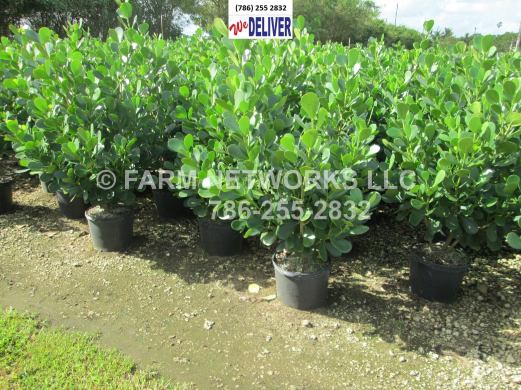 CLUSIA GUTTIFERA- WHOLESALE
