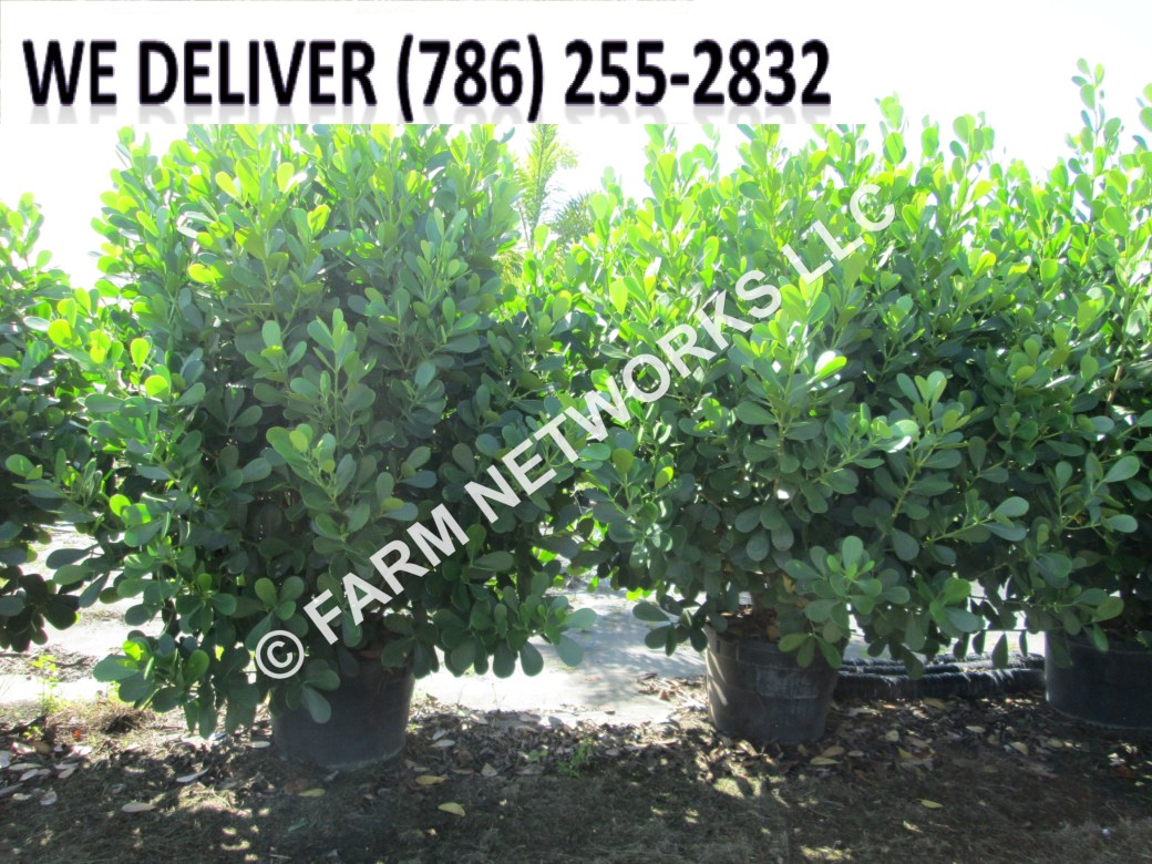 Clusia-Nursery-Clearwater, FL