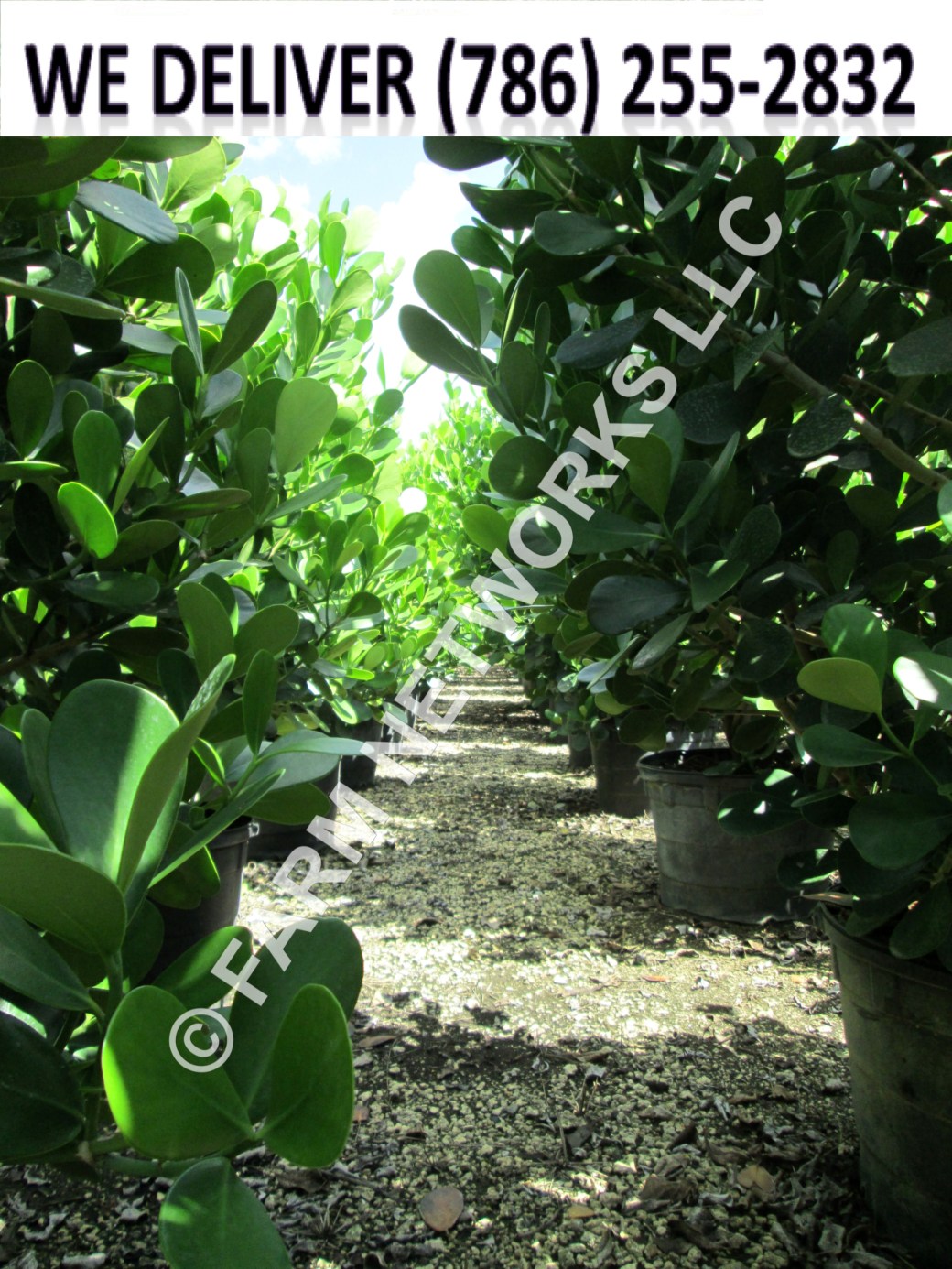 Clusia-Nursery-Delray Beach, FL