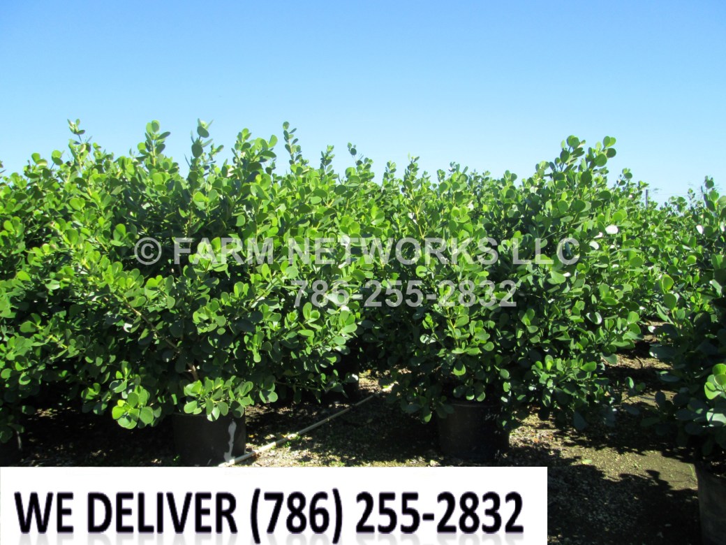 Clusia-Nursery-Jupiter