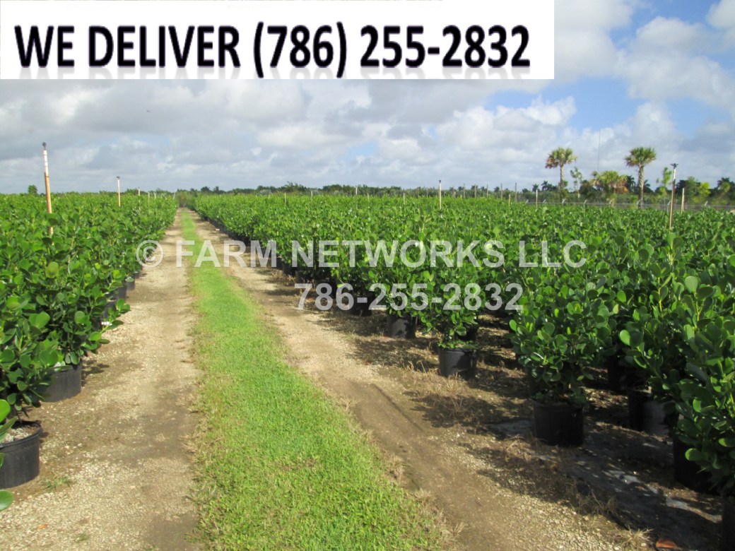 Clusia-Nursery-Miami Beach