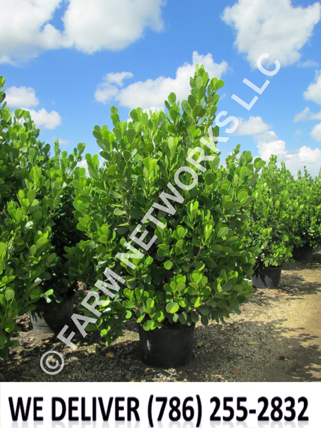 Clusia-Nursery-Palm Beach Gardens