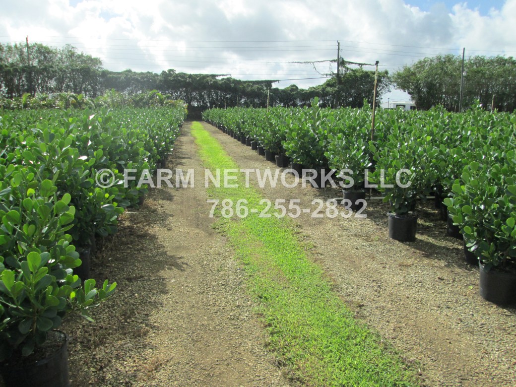 Guttifera Small Leaf