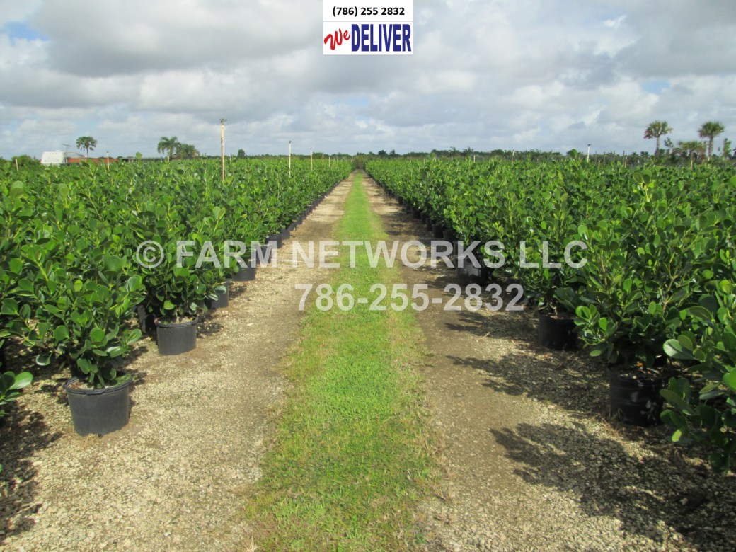 Clusia Guttifera Small Leaf