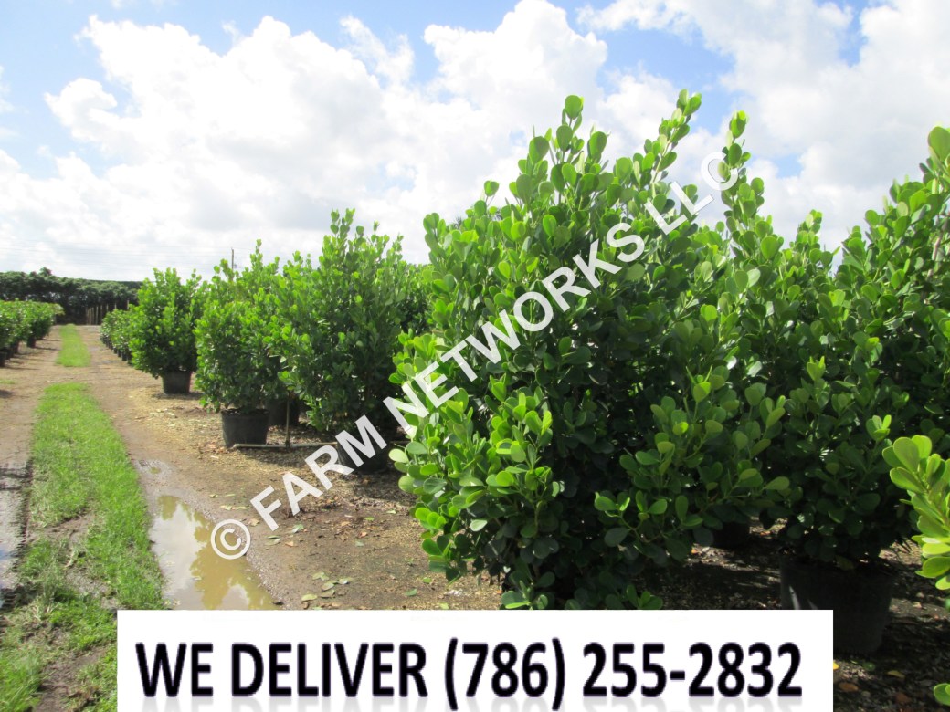 Clusia-Nursery-Weston,FL