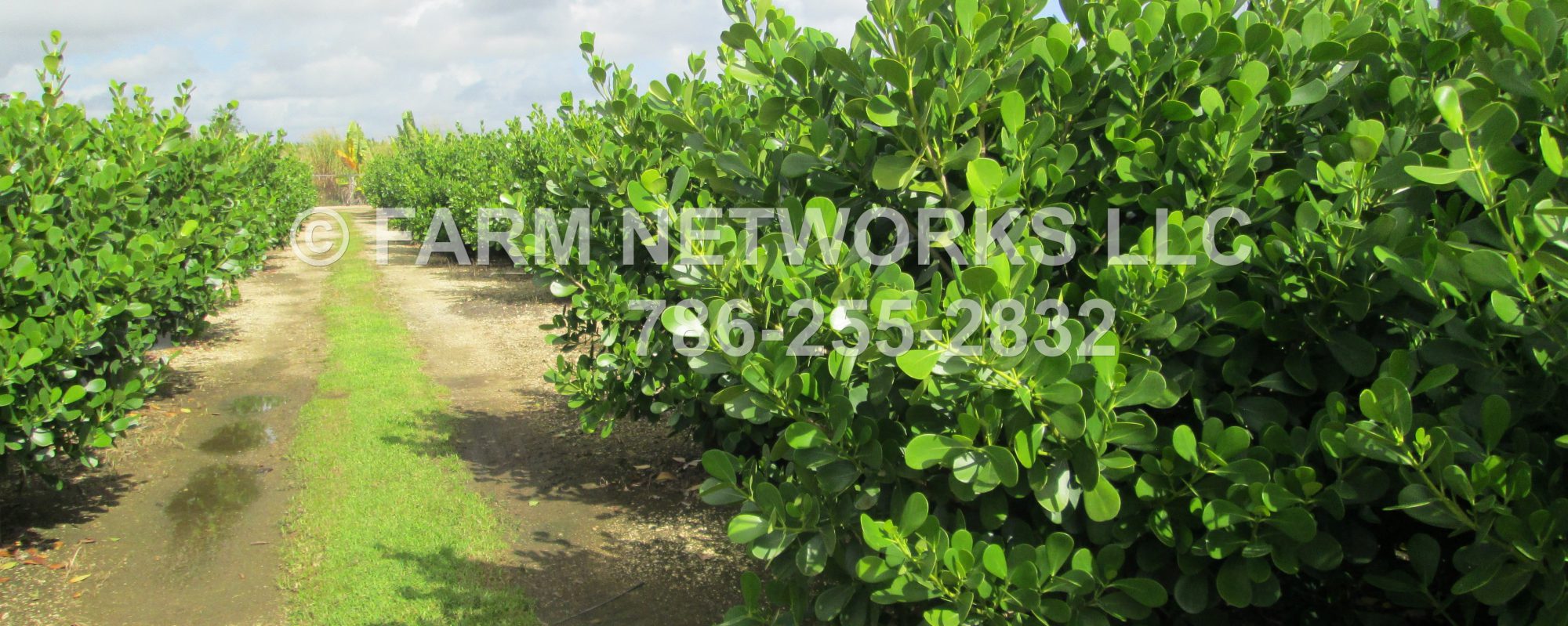 JV Nursery Inc (@JVnurseryInc) • Facebook, image size:2000x799