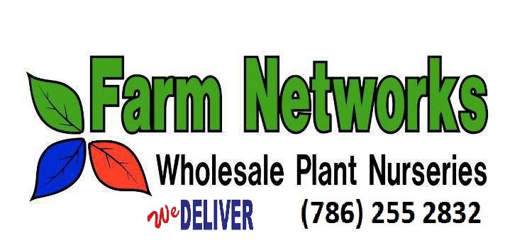 25-Gallon-Wholesale Clusia Plants