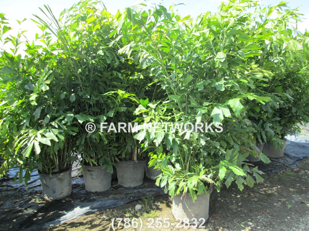 Fishtail Palm Trees-for Sale