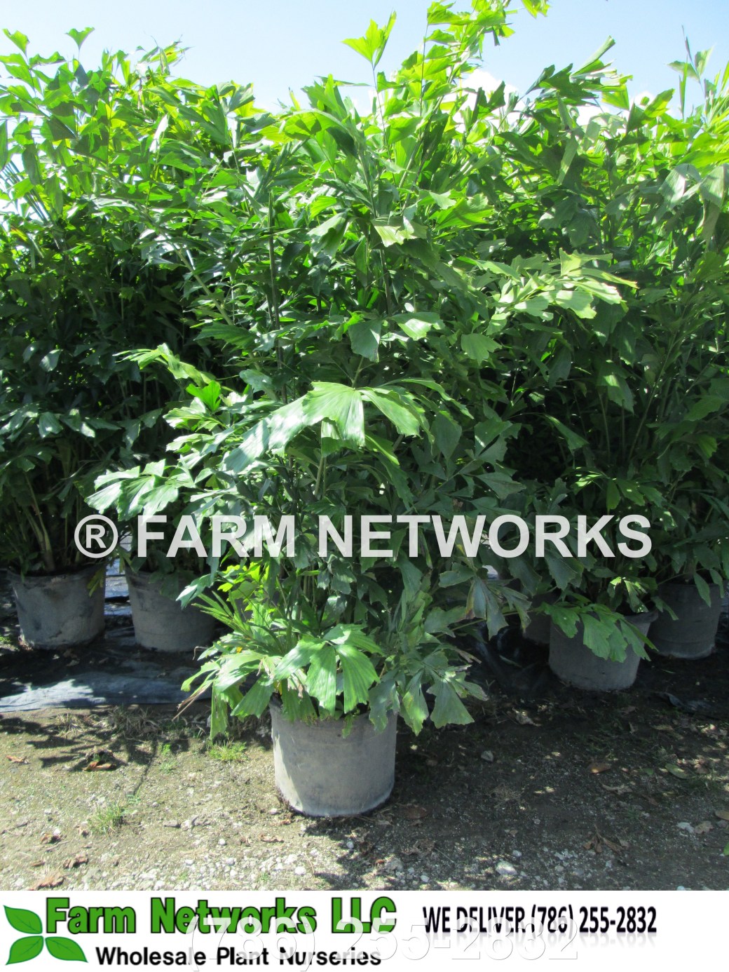 Fishtail-Palm Trees-Fort Myers