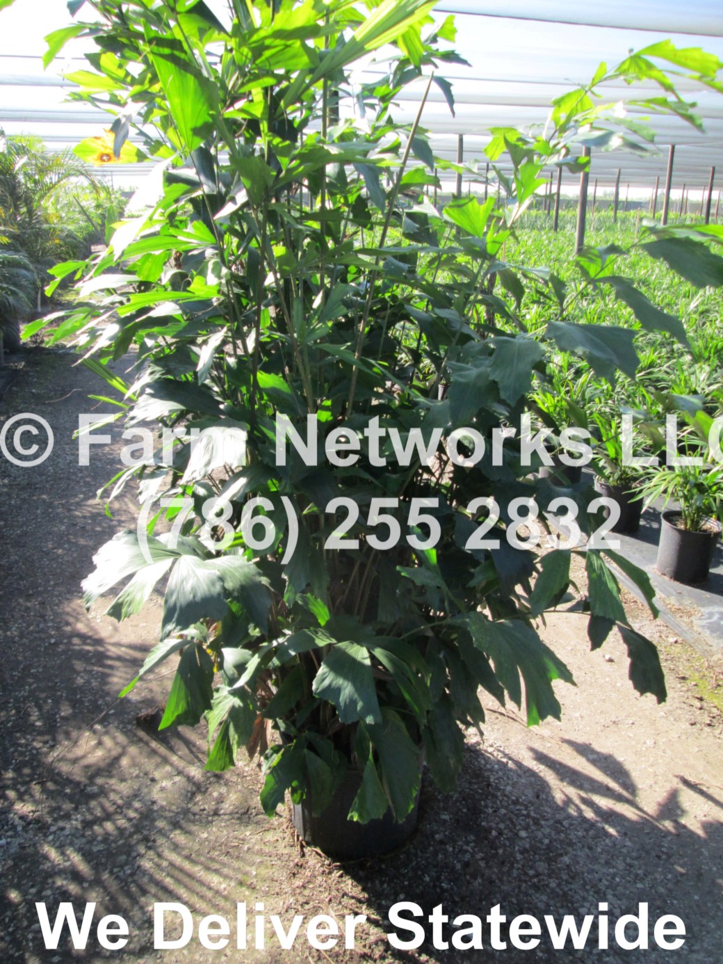 Fishtail Palm Trees-Growers