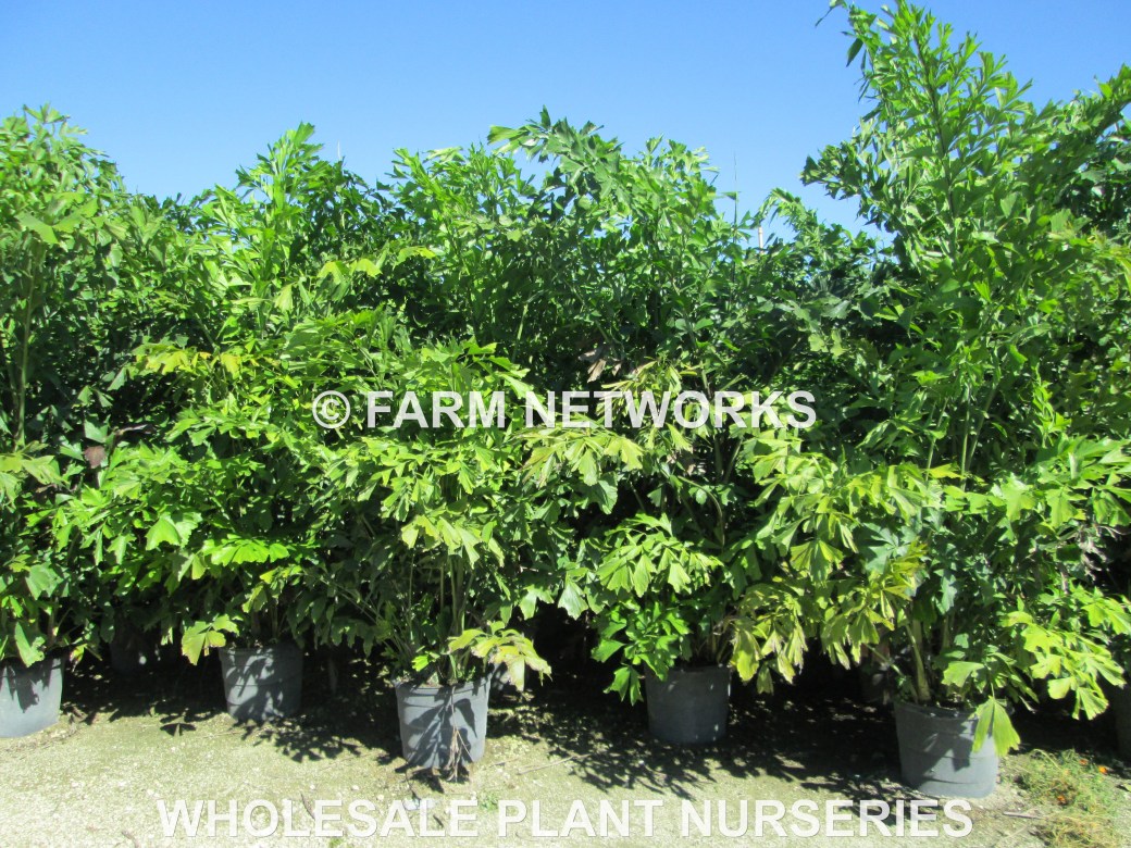 Fishtail-Palm Trees-Homestead