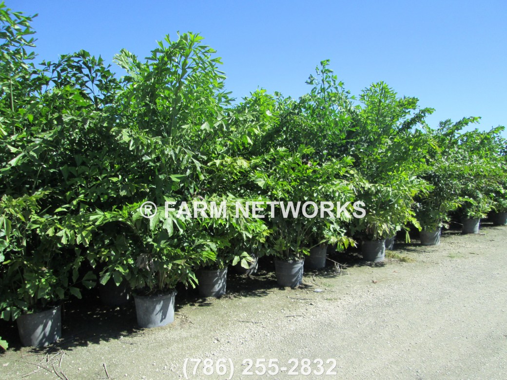 Fishtail Palm Trees-Jupiter, FL